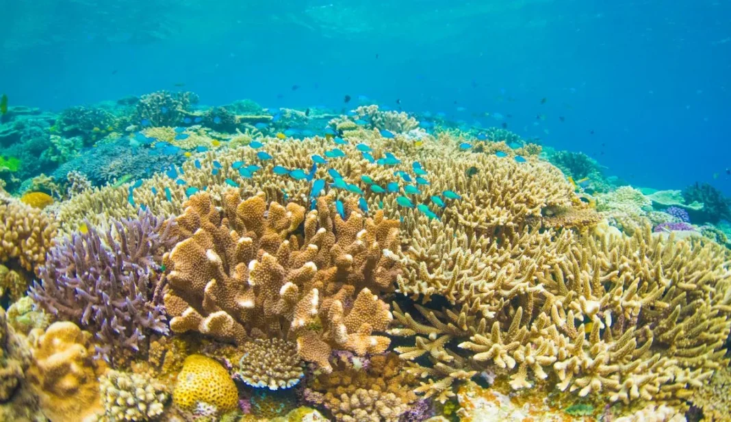Britain's Marine Habitats Need Urgent Reconnection