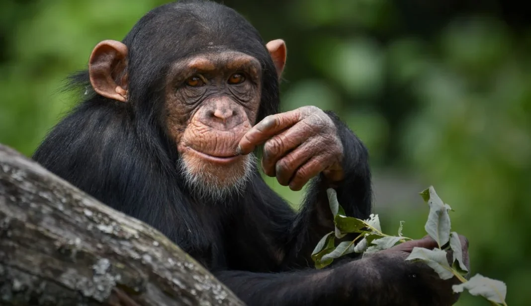 Chimpanzees and children research
