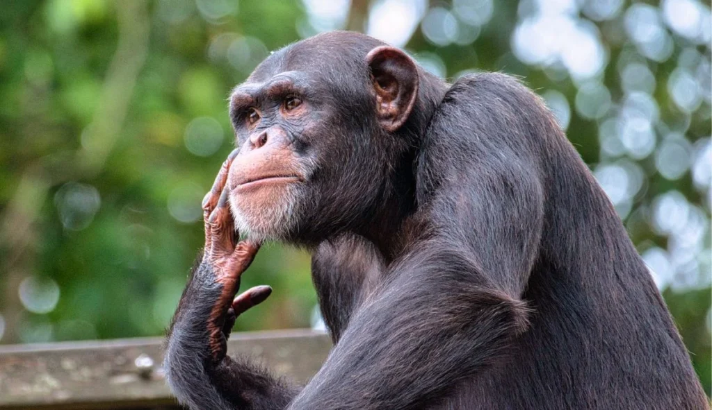 Chimpanzees and children research Portsmouth university