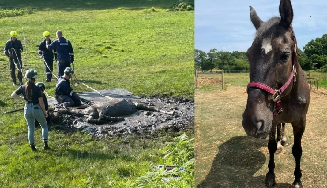 Horse Rescued from New Forest Bog