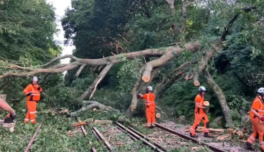 Rail disruption Portsmouth Tree