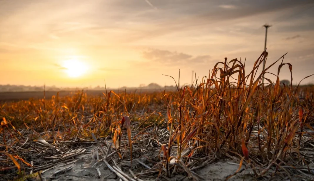 Brimpton Common Fire Extinguished After Four-Hectare Blaze Brimpton Common Fire Extinguished After Four-Hectare Blaze