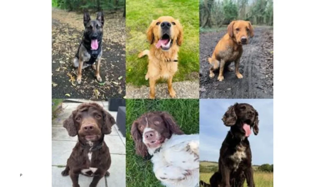 Police Dogs Celebrate International Dog Day After Major Successes Police Dogs Celebrate International Dog Day After Major Successes
