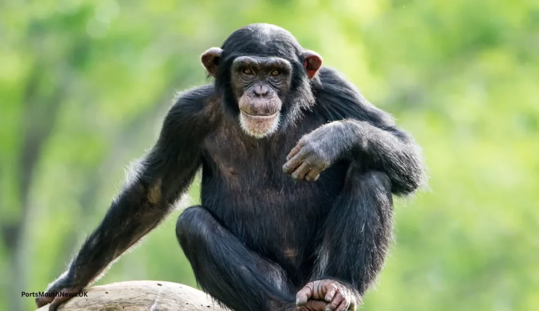 Chimps weigh evidence before making decisions Chimps weigh evidence before making decisions