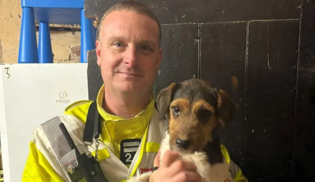 Benny dog Portsmouth