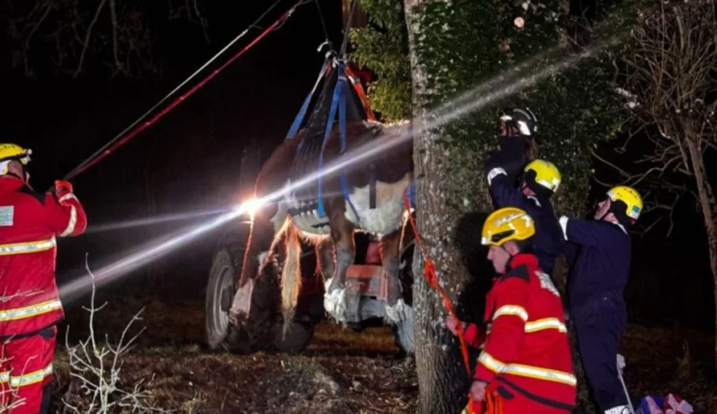 Cow head stuck trees rescued