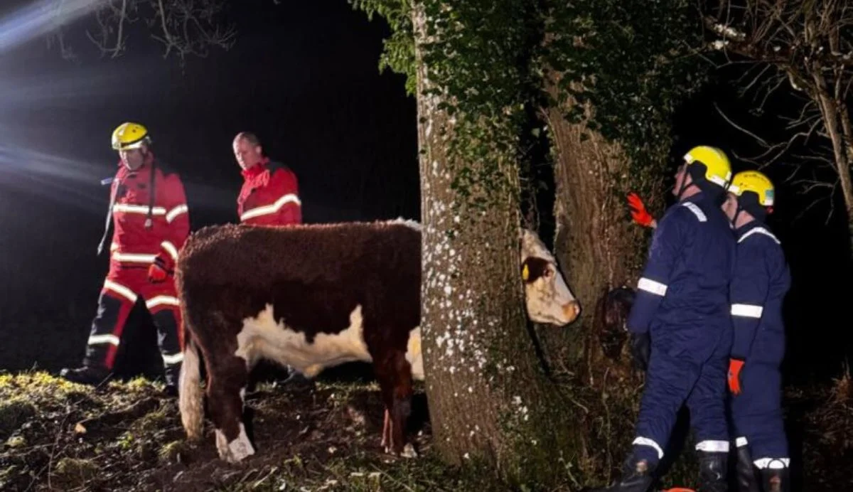 Tree Is Stuck Cow Stuck Between Trees Rescued in Hampshire
