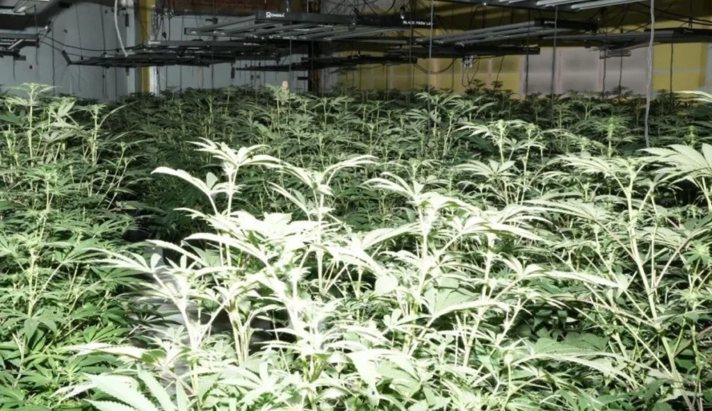 cannabis factory Portsmouth